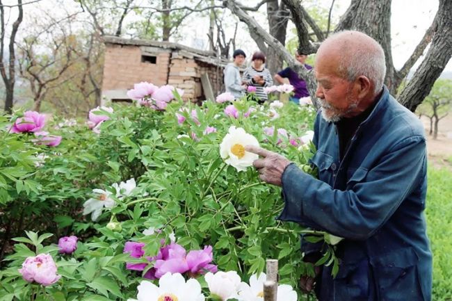 八旬老翁45年坚守，只为那朵最美的牡丹花